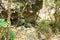 Mouth of a spring, natural fountain, subterranean course of water from big stone in the forest at Op Luang National Park, Hot, Chi