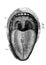 Mouth and structure ofÂ tongue in the old book the Elementary anatomy, physiology and hygiene, by M. Gerasimov, 1899, St.