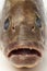 Mouth and teeth of a dusky grouper