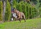 Mouth wide open as this male Brindle Boxer runs towards the camera HDR