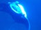 Mouth of Wild Swimming Hawaiian Manta Ray