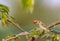 Mouthful: Pale-billed flowerpecker or Dicaeum erythrorhynchos