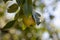 Mouthwatering fresh fruit on a tree