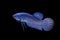 The movement of alien blue hybrid  fish, wild betta fish isolated on black background