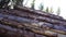 Movement along pile of wooden logs