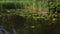 Movement along a quiet river with reflection of trees and sky in the water. Water lilies and reeds.