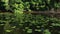 Movement along a quiet river with reflection of trees and sky in the water. Water lilies and reeds.