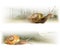 Movement cute snails