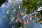 Movement group of colorful koi fish in clear water.