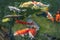 Movement group of colorful koi fish in clear water