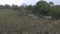 Movement Of A Herd Of Zebras Grazing In A Field In African Savannah In The Rain