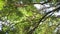 Movement of leaf on branch of tamarind tree