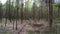 Movement through a pine forest. Belarusian forest.