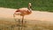 Movement of a Pink Flamingo by the Lake