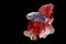 Movement power betta fighting fish over isolated black background. The moving moment beautiful of grey and orange siamese betta