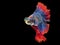 Movement power of betta fighting fish over isolated black background. The moving moment beautiful of red and blue Siamese betta