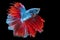 Movement power of betta fighting fish over isolated black background. The moving moment beautiful of red and blue Siamese betta