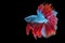 Movement power of betta fighting fish over isolated black background. The moving moment beautiful of red and blue Siamese betta