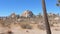 Movement Through The Sandy Mojave Desert With Joshua Tree Cactus, Huge Boulders