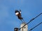 Movement Scene of Mynah Bird Jumping in The Air Isolated on Sky