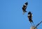 Movement Scene of Mynah Bird Jumping in The Air Isolated on Sky