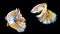 movement two white, yellow, blue halfmoon betta splendens fighting fish on isolated black background with clipping part. The