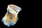 movement white, yellow, blue halfmoon betta splendens fighting fish on isolated black background with clipping part. The