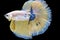 movement white, yellow, blue halfmoon betta splendens fighting fish on isolated black background with clipping part. The