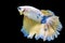 movement white, yellow, blue halfmoon betta splendens fighting fish on isolated black background with clipping part. The