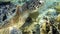 Movie clip - Loggerhead sea turtle Caretta caretta