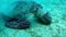 Movie clip - Loggerhead sea turtle Caretta caretta