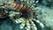 Movie clip of Red lionfish - Pterois volitans