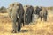 Moving African Elephants