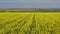 Moving along canola field during springtime, aerial view