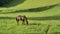 Moving around beautiful powerful dark brown stallion horse standing on meadow field and pasturing at stunning golden sunset