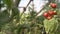 Moving around fresh ripe tomatoes on the vine with a low sun shinning behind causing flare. Red tomatoes grow in the greenhouse