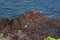 Moving blue Atlantic Ocean and volcanic rock, a lonely angler sits at the edge of the rock