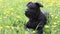 Moving camera footage of the Giant Black Schnauzer Dog