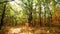 Moving camera between oaks with colorful autumn leaves in an oak forest