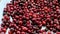 Moving the camera over cranberry berries in one direction and the other