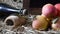 Moving camera slider showing bottle of cider with apples on the straw