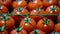 Moving camera slider showing fresh cherry tomatoes on green twigs close up view, no people. Ripe natural fresh vegetable,