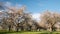 Moving clouds over apple trees in full blossom