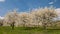 Moving clouds over cherry trees in full blossom