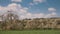 Moving clouds over cherry trees in full blossom