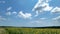 Moving clouds over young sunflowers.