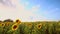 Moving clouds over young sunflowers.