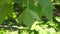Moving green vine leaf close up background