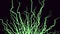 Moving growing roots on black background. Animation. Abstract animation of branching roots like live vines on black
