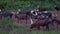 Moving herd of African brown cows with huge white horns